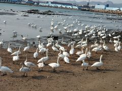 -烟墩角天鹅湖