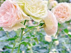 -人民公园(罗湖区)