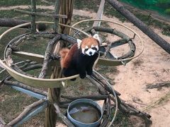 -西霞口神雕山野生动物世界