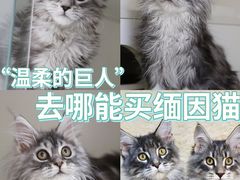 -lincat·猫舍(广州店)