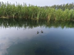 -白洋淀风景区