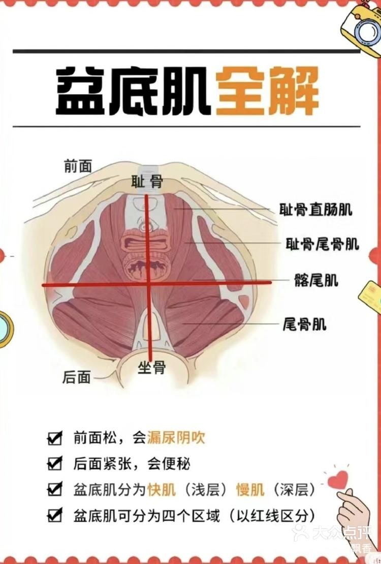 盆底肌全解