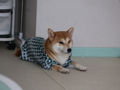 -怪兽屋·羊驼·猫咖·狗咖(俊华广场店)