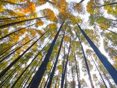 -山王坪喀斯特国家生态公园