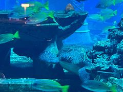 -亚特兰蒂斯•OSSIANO奥西亚诺海底餐厅