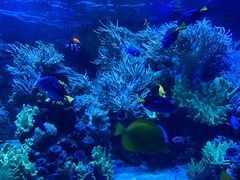 -迪拜水族馆及水下动物园