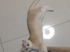 -猫十亿·布偶金渐层·曼基康矮脚猫舍(青年路店)