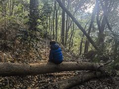 -铁山坪森林公园