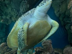 -上海海洋水族馆