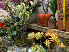 -双季花艺园艺市场(浦东店)