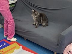 -创凡宠物医院·骨专科  猫科中心(西乡分院)