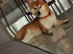 -萌宠之家·腊肠犬·马尔泰·小体犬舍