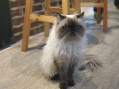 -猫咪咖啡·猫咖(万达广场店)
