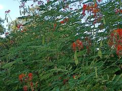 -东莞植物园