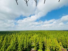 -黄海国家森林公园