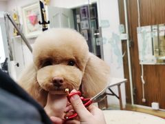 -鑫艺宠物美容培训学校