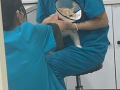 -小伙伴宠物医院·CT·骨科·眼科(高新店)