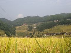 -紫鹊界梯田景区