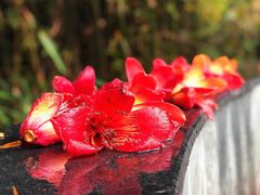 -荔枝公园(福田区)
