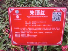 -广西壮族自治区药用植物园