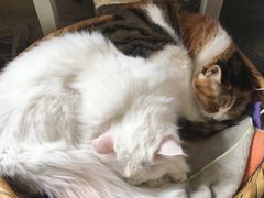 -Anne猫窝咖啡屋