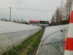 -小鱼草莓采摘园农家乐·小鱼餐厅