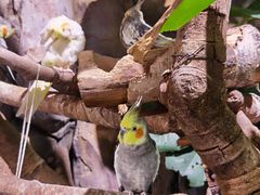 -正佳雨林生态植物园