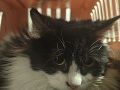 -纳吉亚猫专科动物医院博雅分院