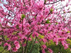 -南汇桃花村