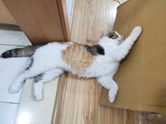 -关爱宠物医院·猫科中心·消化科(滨湖万达分院)