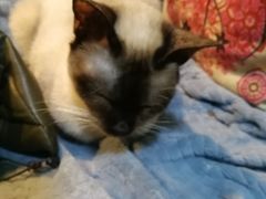 -李小姐の猫咖啡馆(五角场店)