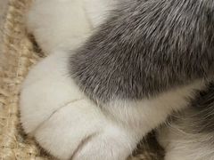 -滚猫咖啡·猫咖·猫友好撸猫(未来城店)