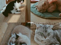 -Catmate·猫肥家润(金润铂宫店)