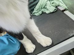-瑞派宠物医院·24小时骨科·心脏·核磁(哈尔滨南岗店)