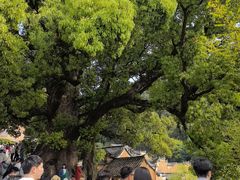 -杨家堂村
