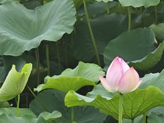 -梁鸿国家湿地公园