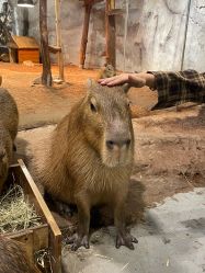 -Zoolung Zoolung动物主题公园(海信广场店)