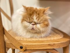 -有猫主题·治愈系猫咖(曾厝垵店)