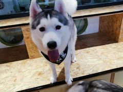 -Husky Go! 哈士奇体验馆·宠物咖啡厅狗咖