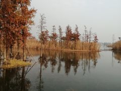 -贡湖湾湿地公园