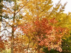 -中央民族大学