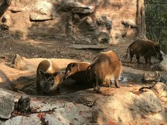 -清迈夜间动物园