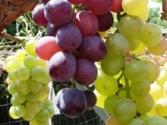 -马陆小张葡萄园农家乐