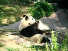 -都江堰中华大熊猫苑