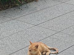 -胡椒猪肚汤(康王店)