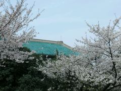 -武汉大学-樱园