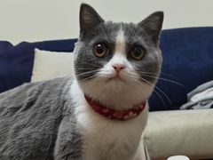 -东方名猫馆·英短金渐层布偶猫舍(环线广场1号楼店)