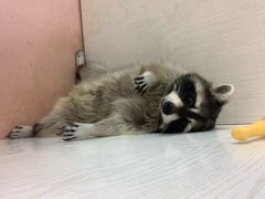 -浣熊柯尔鸭土拨鼠·电玩咖