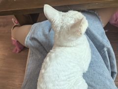 -楼上猫咖(罗湖店)