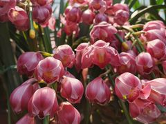 -金科花卉市场